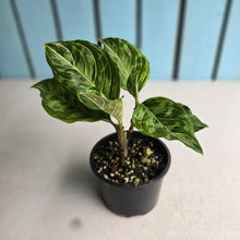 Load image into Gallery viewer, #D73 Two x Headed Aglaonema Rotundum x Tricolor