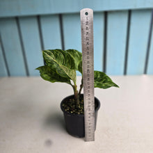 Load image into Gallery viewer, #D73 Two x Headed Aglaonema Rotundum x Tricolor