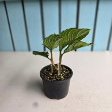 Load image into Gallery viewer, #D73 Two x Headed Aglaonema Rotundum x Tricolor