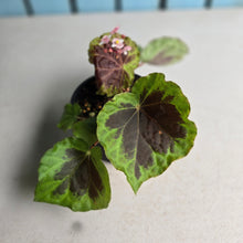 Load image into Gallery viewer, #D455 Begonia Sp. Sumatra Dongoranensis