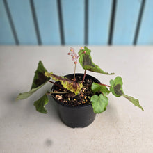 Load image into Gallery viewer, #D455 Begonia Sp. Sumatra Dongoranensis