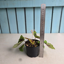 Load image into Gallery viewer, #D455 Begonia Sp. Sumatra Dongoranensis