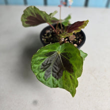 Load image into Gallery viewer, #D455 Begonia Sp. Sumatra Dongoranensis