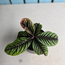 Load image into Gallery viewer, #RD17 Labisia Sp.