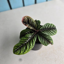 Load image into Gallery viewer, #RD17 Labisia Sp.