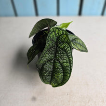 Load image into Gallery viewer, #RD4 Piper Parmatum