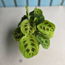 Load image into Gallery viewer, #R17 Maranta Leuconeura Light Veins