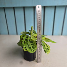 Load image into Gallery viewer, #R17 Maranta Leuconeura Light Veins