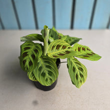 Load image into Gallery viewer, #R17 Maranta Leuconeura Light Veins