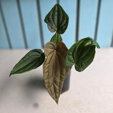 Load image into Gallery viewer, #RA20 Anthurium NOID