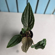 Load image into Gallery viewer, #RA20 Anthurium NOID