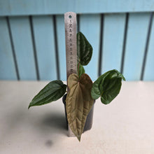 Load image into Gallery viewer, #RA20 Anthurium NOID