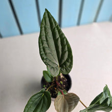 Load image into Gallery viewer, #RA20 Anthurium NOID