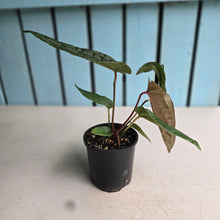 Load image into Gallery viewer, #RA20 Anthurium NOID