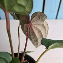 Load image into Gallery viewer, #RA20 Anthurium NOID
