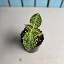 Load image into Gallery viewer, #R3 Sonerila Cantonensis
