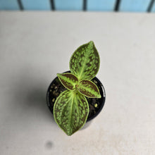 Load image into Gallery viewer, #R3 Sonerila Cantonensis