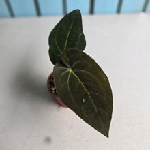 Load image into Gallery viewer, #RA17 Anthurium (Papillilaminum x Black Sensation) x