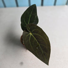 Load image into Gallery viewer, #RA17 Anthurium (Papillilaminum x Black Sensation) x