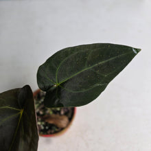 Load image into Gallery viewer, #RA17 Anthurium (Papillilaminum x Black Sensation) x
