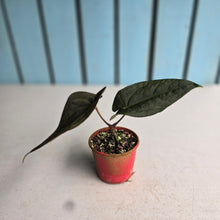 Load image into Gallery viewer, #RA17 Anthurium (Papillilaminum x Black Sensation) x