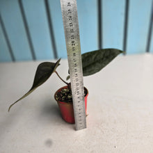 Load image into Gallery viewer, #RA17 Anthurium (Papillilaminum x Black Sensation) x