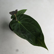 Load image into Gallery viewer, #RB21 Anthurium NOID