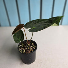 Load image into Gallery viewer, #RB21 Anthurium NOID
