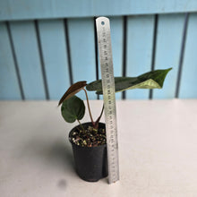 Load image into Gallery viewer, #RB21 Anthurium NOID