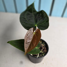 Load image into Gallery viewer, #RB21 Anthurium NOID
