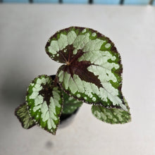 Load image into Gallery viewer, #R158 Begonia Havilah