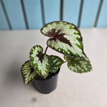 Load image into Gallery viewer, #R158 Begonia Havilah