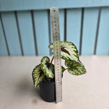 Load image into Gallery viewer, #R158 Begonia Havilah