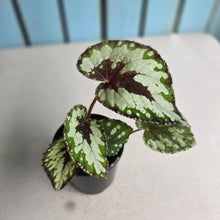 Load image into Gallery viewer, #R158 Begonia Havilah