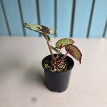 Load image into Gallery viewer, #R158 Begonia Havilah