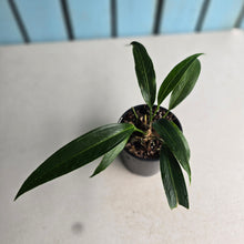 Load image into Gallery viewer, #D15 Anthurium Rupicola