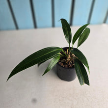 Load image into Gallery viewer, #D15 Anthurium Rupicola
