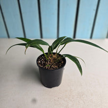 Load image into Gallery viewer, #D15 Anthurium Rupicola