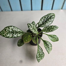 Load image into Gallery viewer, #D233 Primulina Dryas