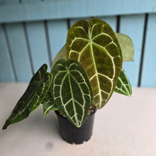 Load image into Gallery viewer, #RA19 Two x Headed Anthurium Crystallinum x