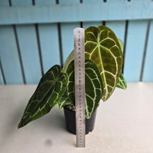 Load image into Gallery viewer, #RA19 Two x Headed Anthurium Crystallinum x