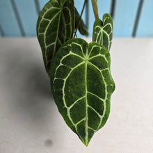 Load image into Gallery viewer, #RA19 Two x Headed Anthurium Crystallinum x
