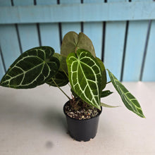 Load image into Gallery viewer, #RA19 Two x Headed Anthurium Crystallinum x