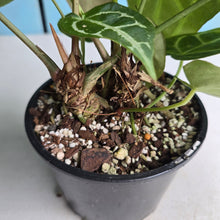 Load image into Gallery viewer, #RA19 Two x Headed Anthurium Crystallinum x