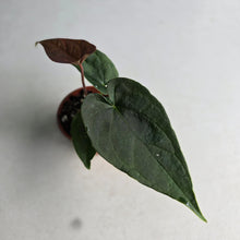 Load image into Gallery viewer, #RD12 Anthurium Black Panther x Luxurians