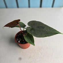Load image into Gallery viewer, #RD12 Anthurium Black Panther x Luxurians