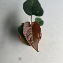 Load image into Gallery viewer, #RD12 Anthurium Black Panther x Luxurians