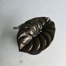 Load image into Gallery viewer, #RD20 Alocasia Cuprea