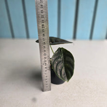 Load image into Gallery viewer, #RD20 Alocasia Cuprea