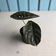 Load image into Gallery viewer, #RD20 Alocasia Cuprea